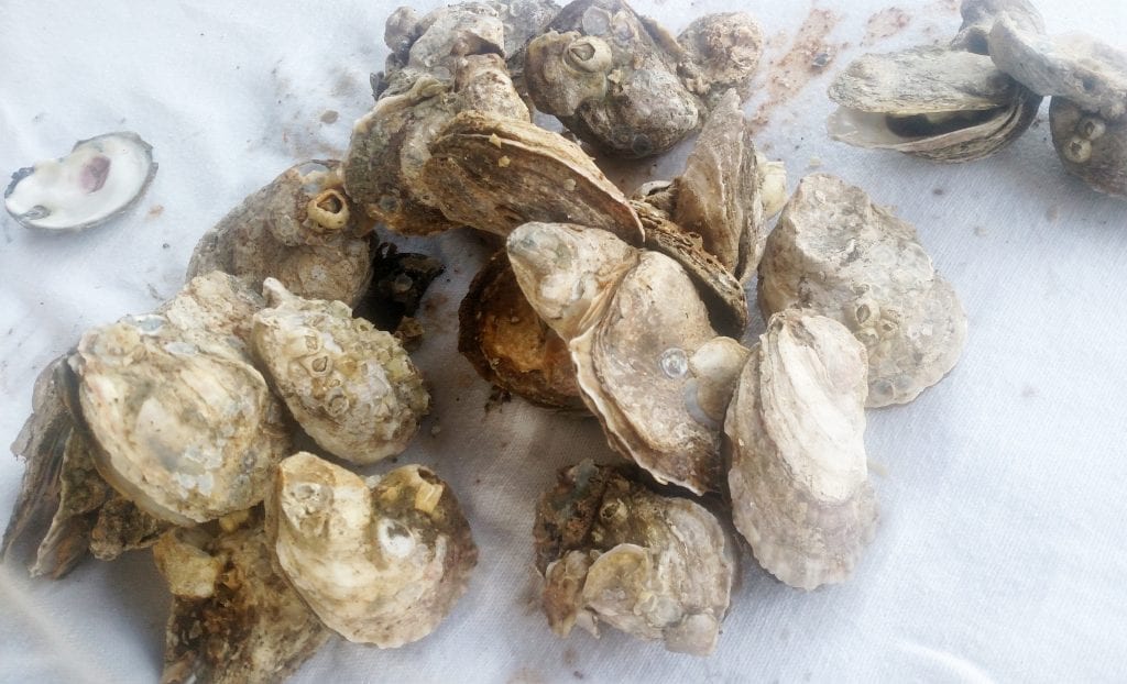 An oyster roast for the holidays