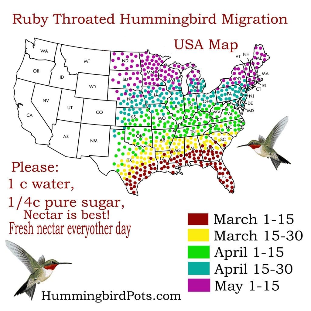 do hummingbirds travel far