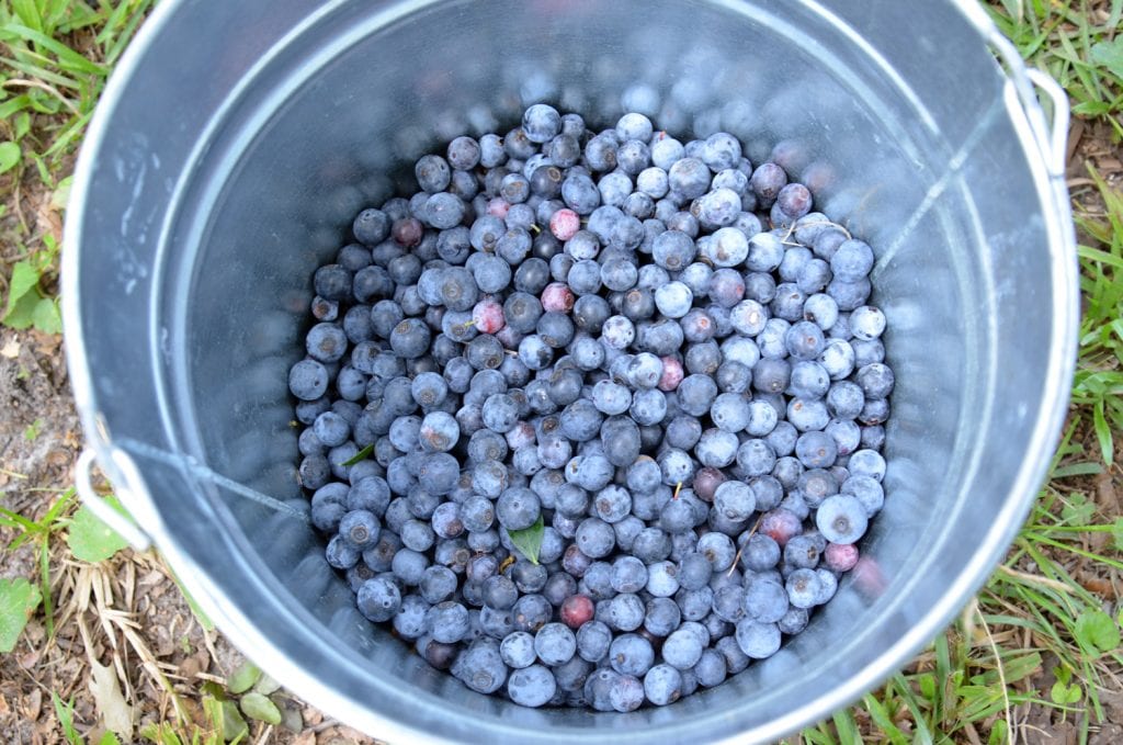 Blueberry Time in Liberty County
