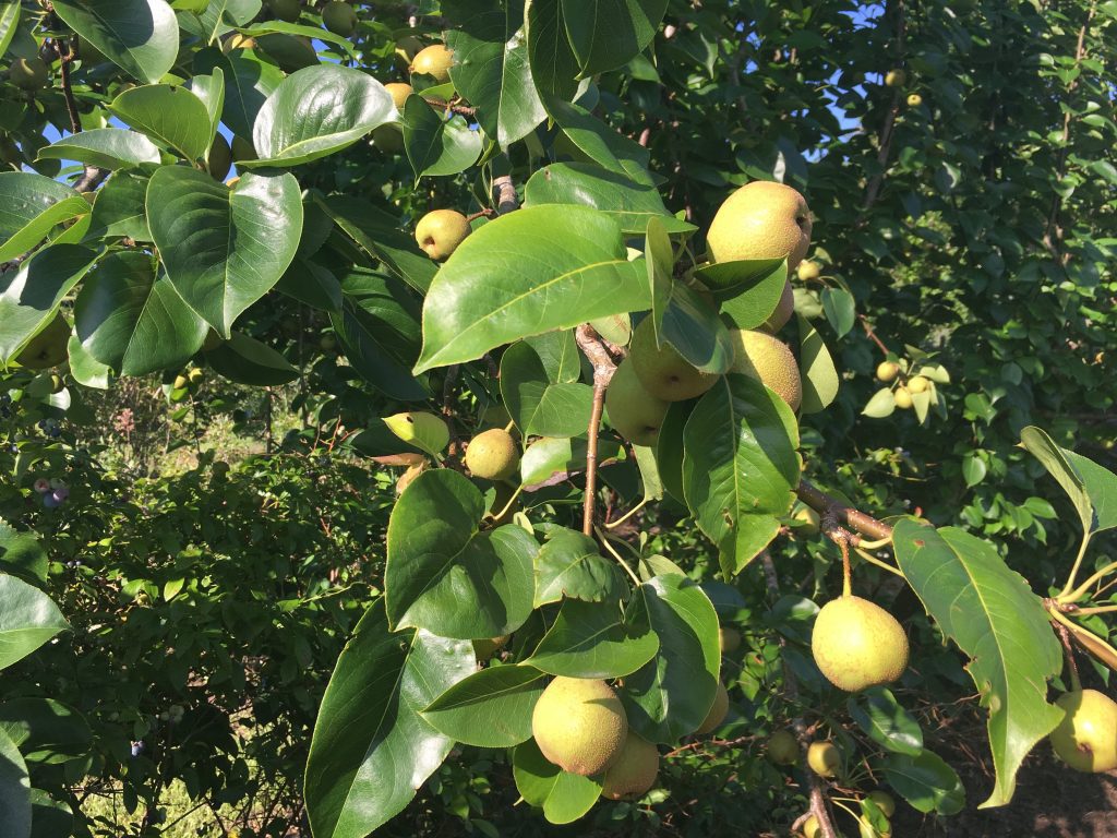 Liberty's LeConte Pear Was Once Famous