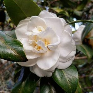 Camellias - Winter Blooms
