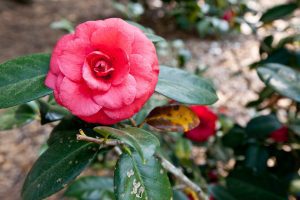 Camellias - Winter Blooms