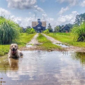 Maggie Dog Friendly Spots in Liberty County