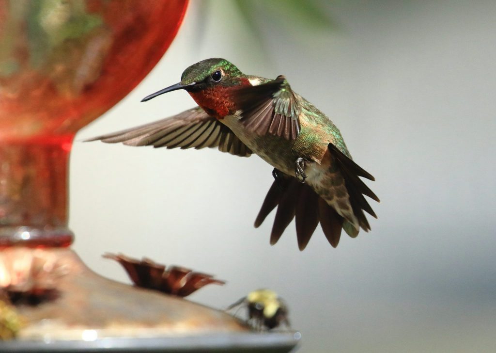 Ruby Throated Hummingbird Migration Map