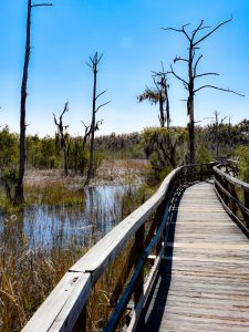 Cay Creek Wetlands Interpretive Center 10 Reasons You Should Drive To and Not Through Liberty County