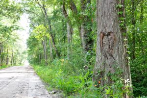 Tree Spirits 20 Free Ways to Enjoy a Weekend in Liberty County