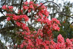 Azalea Seasonal Blooms in Liberty County