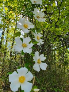 Cherokee Rose Seasonal Blooms in Liberty County