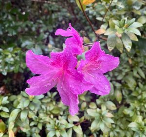 Rhododenderon Seasonal Blooms in Liberty County