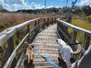 Cay Creek Wetlands Interpretative Center