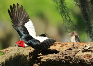 Red Headed Woodpeckers Painted Buntings Liberty County Birding Guide