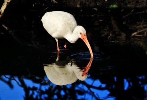 Great Egret Painted Buntings Liberty County Birding Guide