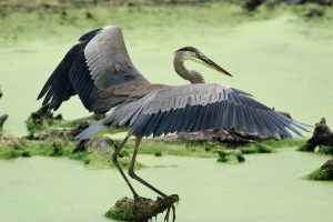 Black Crowned Night Heron Painted Buntings Liberty County Birding Guide