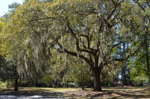 Bryant Commons 15 Summer Date Ideas in Liberty County