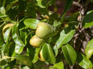 Leconte Pear