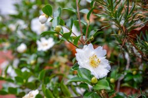 Camellias