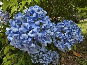 Hydrangeas