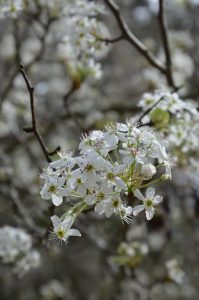 Jasmine