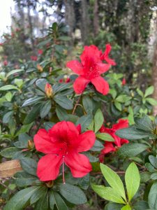 Rhododendron