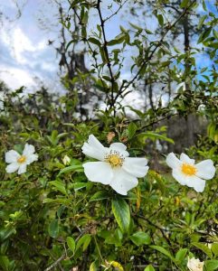 Cherokee Rose