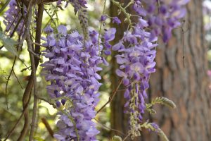 wisteria