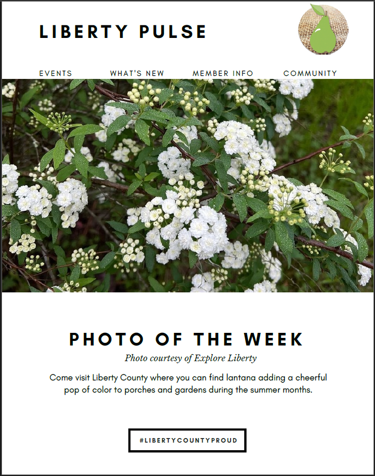 Cover photo of flowers from local garden